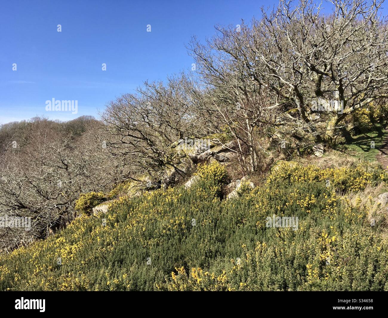 Scrubby trees and yellow gorse in flower under a blue sky Stock Photo