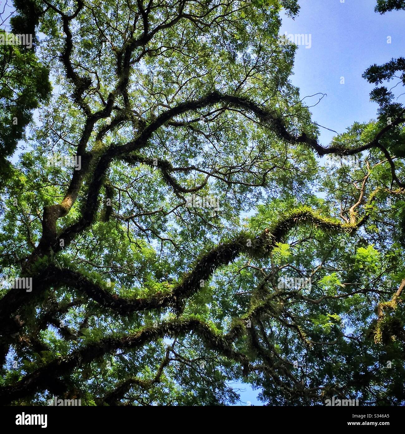 Giant old rain trees, or saman, covered in epiphytic ferns, feature at the Rasa Sayang Resort & Spa, Batu Ferringhi, Penang, Malaysia - Smartphone Captured Stock Image