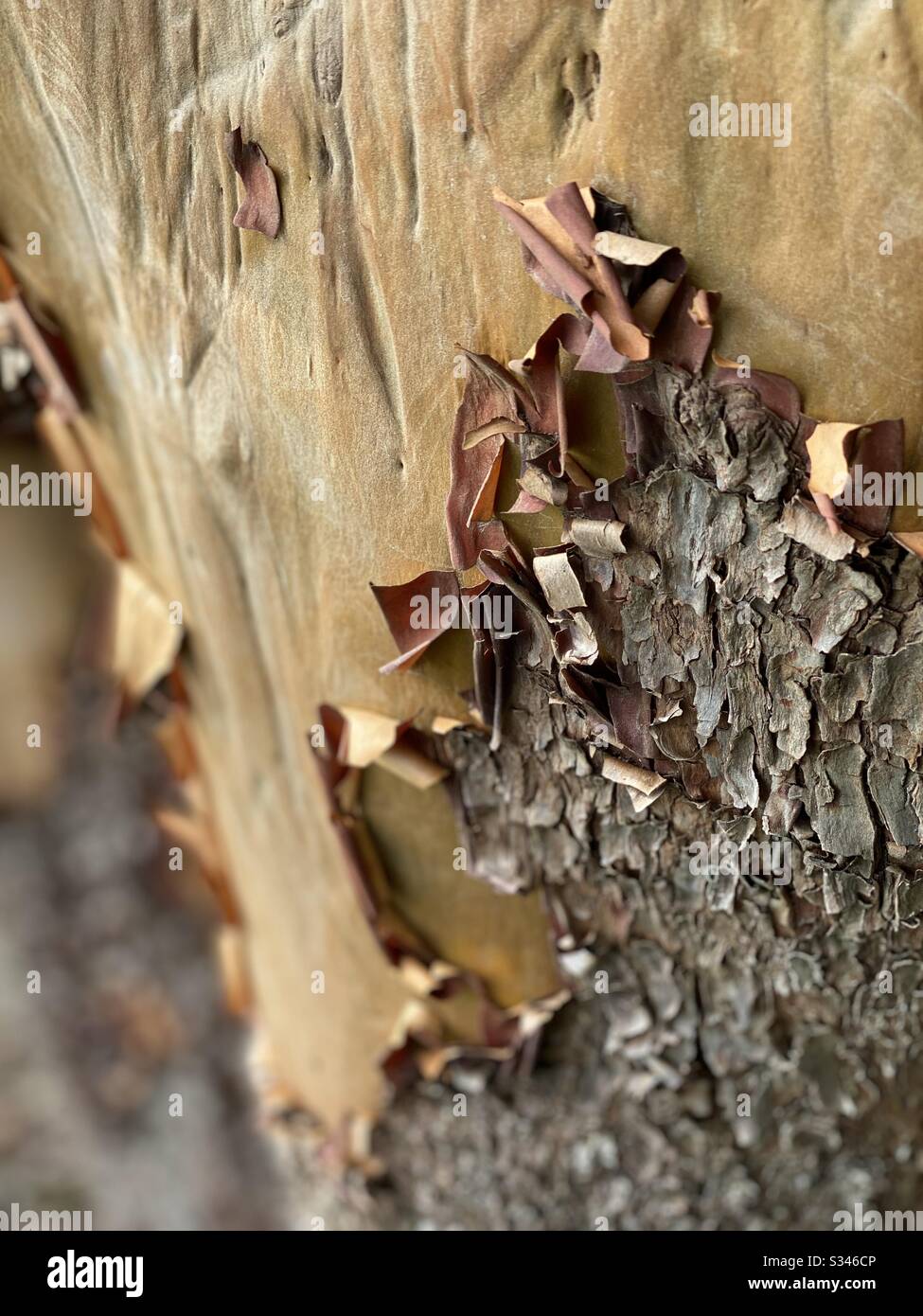 Closeup of peeling bark on an Arbutus tree - Smartphone Captured Stock Image