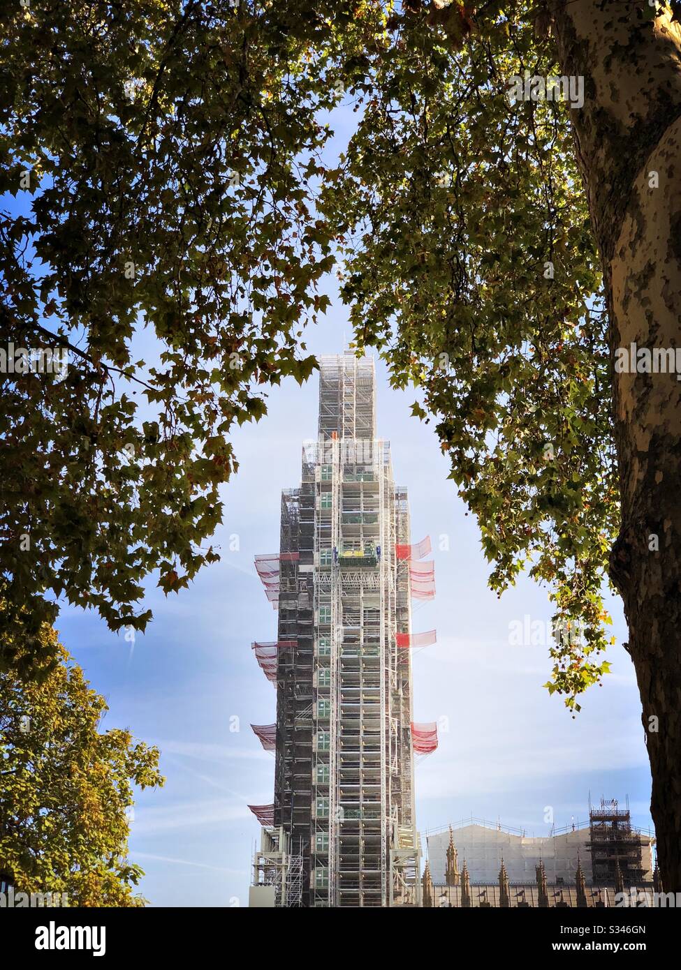 Scaffolding covers Big Ben seen beneath autumn trees at Parliament Square, London - Smartphone Captured Stock Image