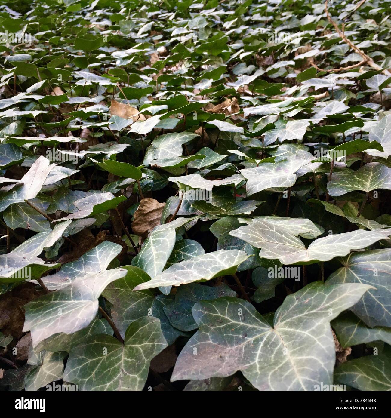 Ground cover plants in a courtyard of Berlin. Stock Photo