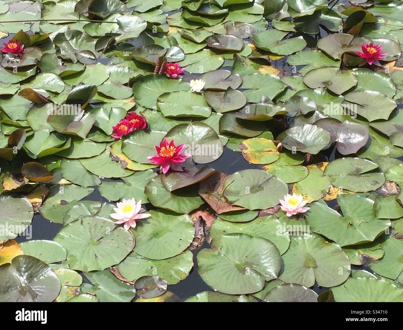 Water lilies afloat in the pond on a mass of green foliage Stock Photo