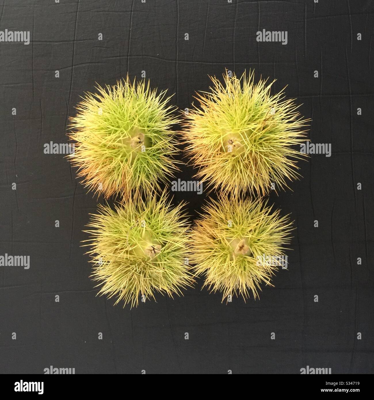 4 spiky meddle seed heads, artistically presented Stock Photo