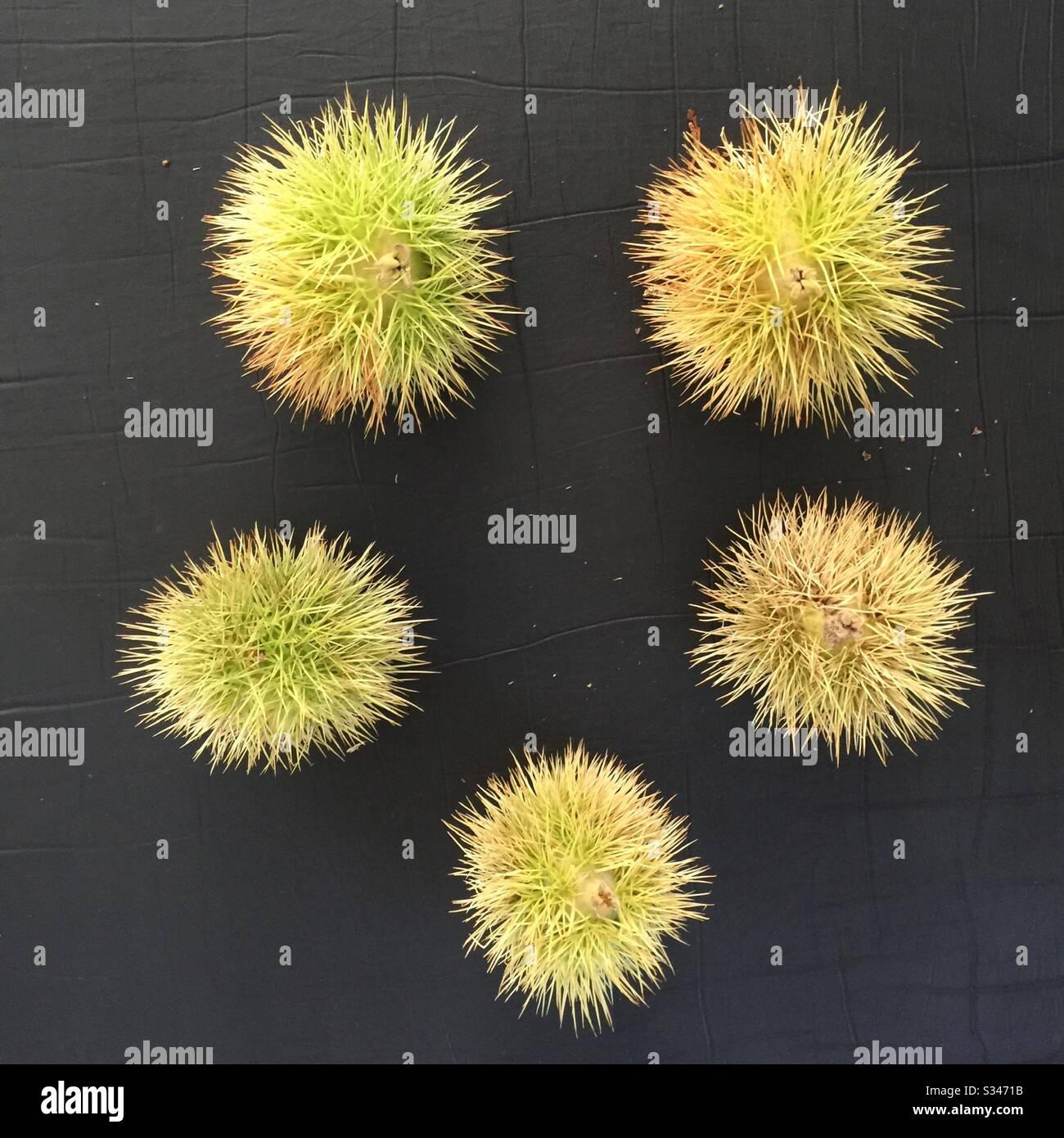 5 artistically presented spiky meddles seed heads Stock Photo
