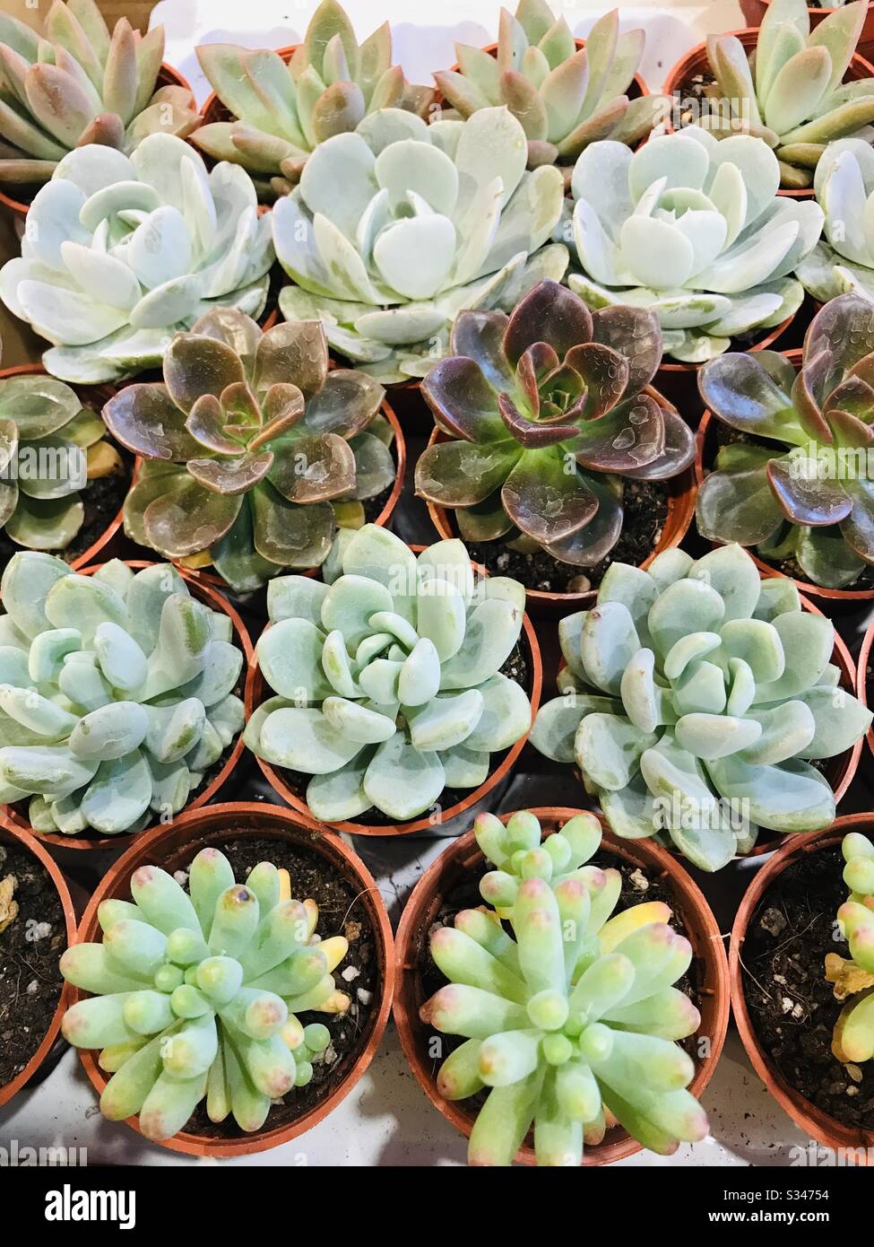 Beautiful Small Succulent Plants In Row Potted Succulent Plants