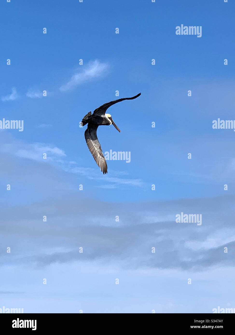 Beautiful pelican flying in blue skies - Smartphone Captured Stock Image Beautiful pelican flying in blue skies - Smartphone Captured Stock Image