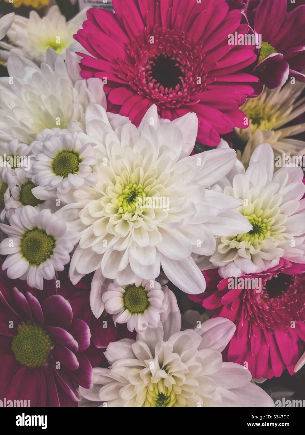 Attractive pink white flowers hi-res stock photography and images - Alamy