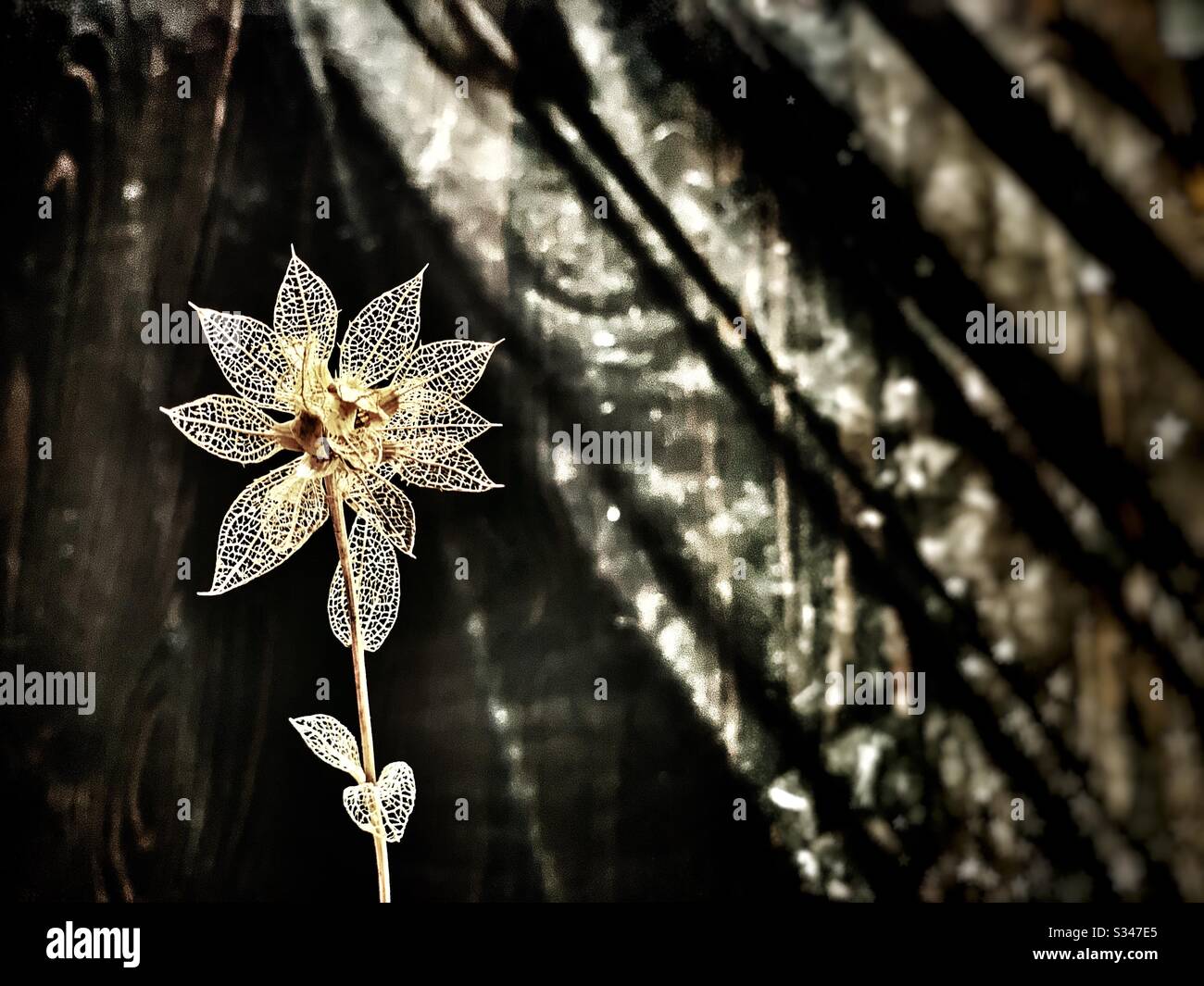 Dry dead flower in garden Stock Photo