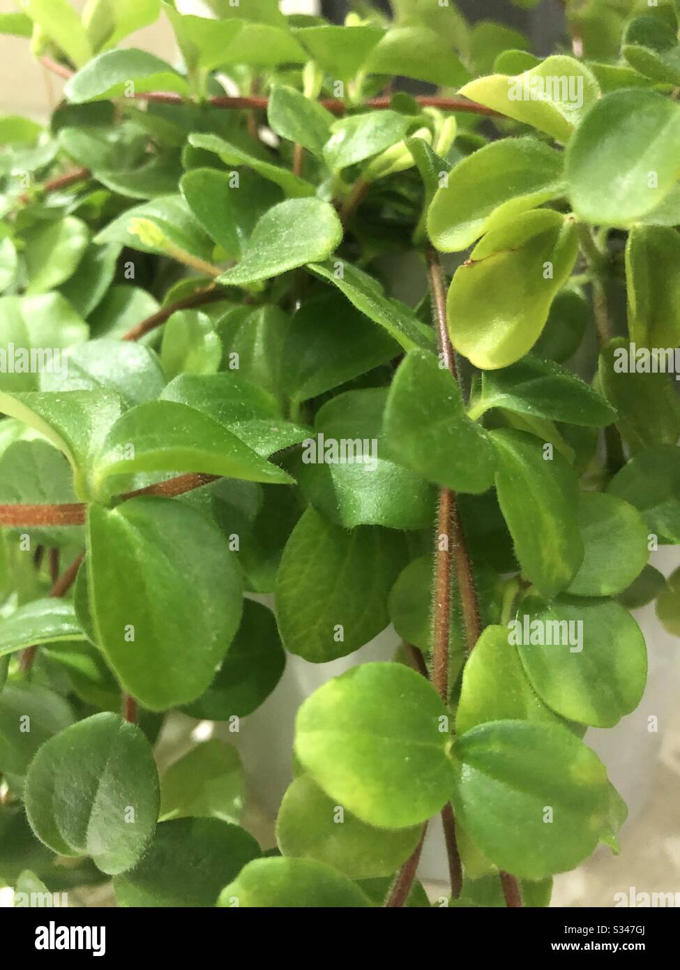 Green indoor house plant Stock Photo Alamy