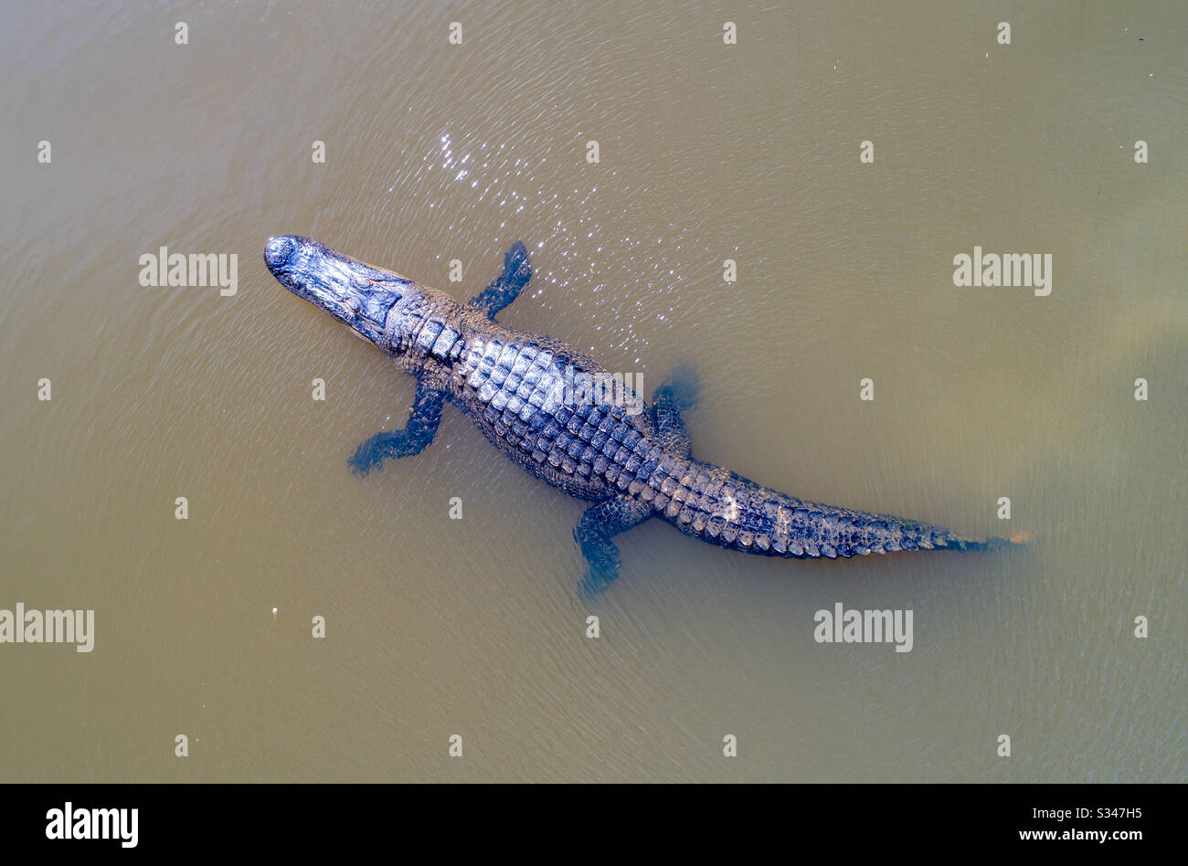 Adult American Alligator - Smartphone Captured Stock Image
