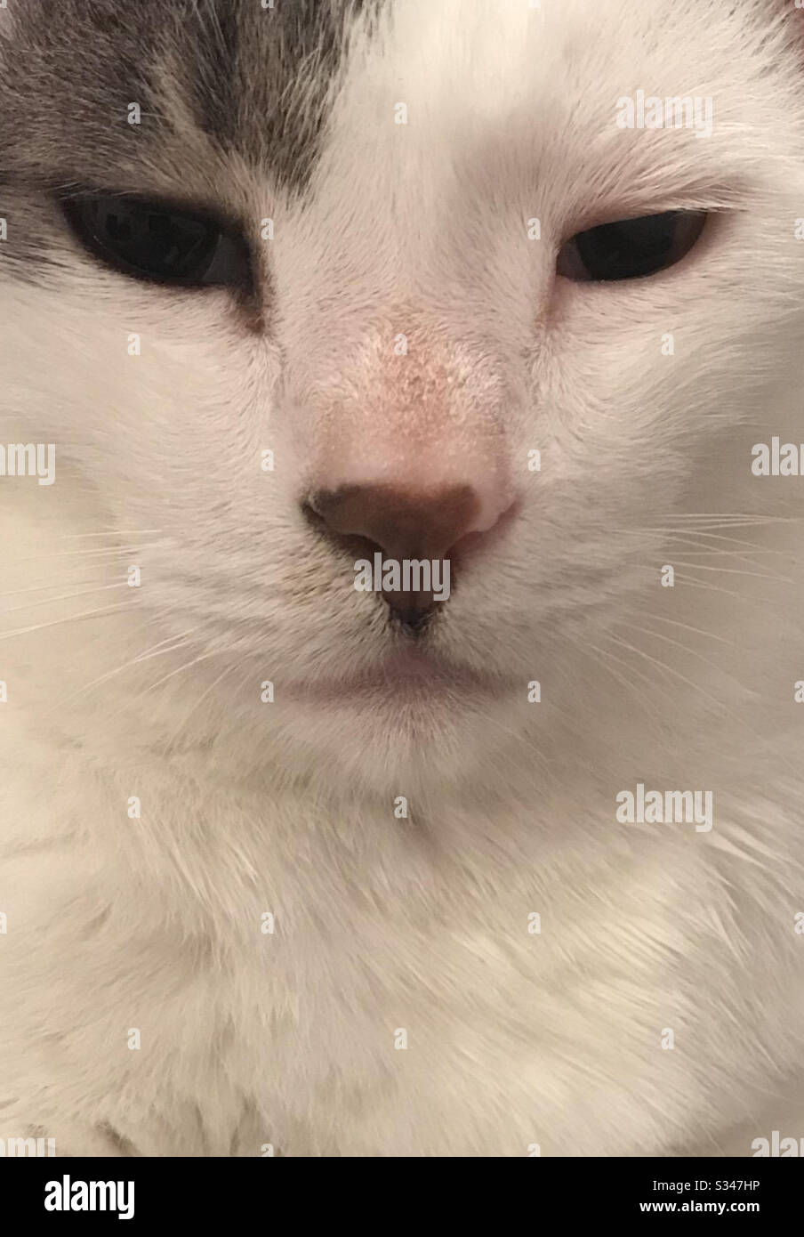 A cat having a rest - Smartphone Captured Stock Image