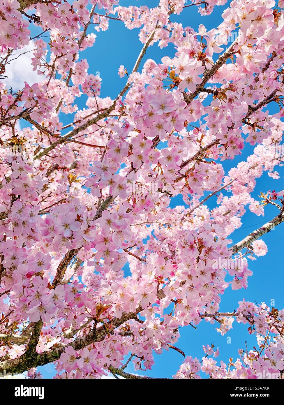 Seasonal cherry blossom hi-res stock photography and images - Alamy