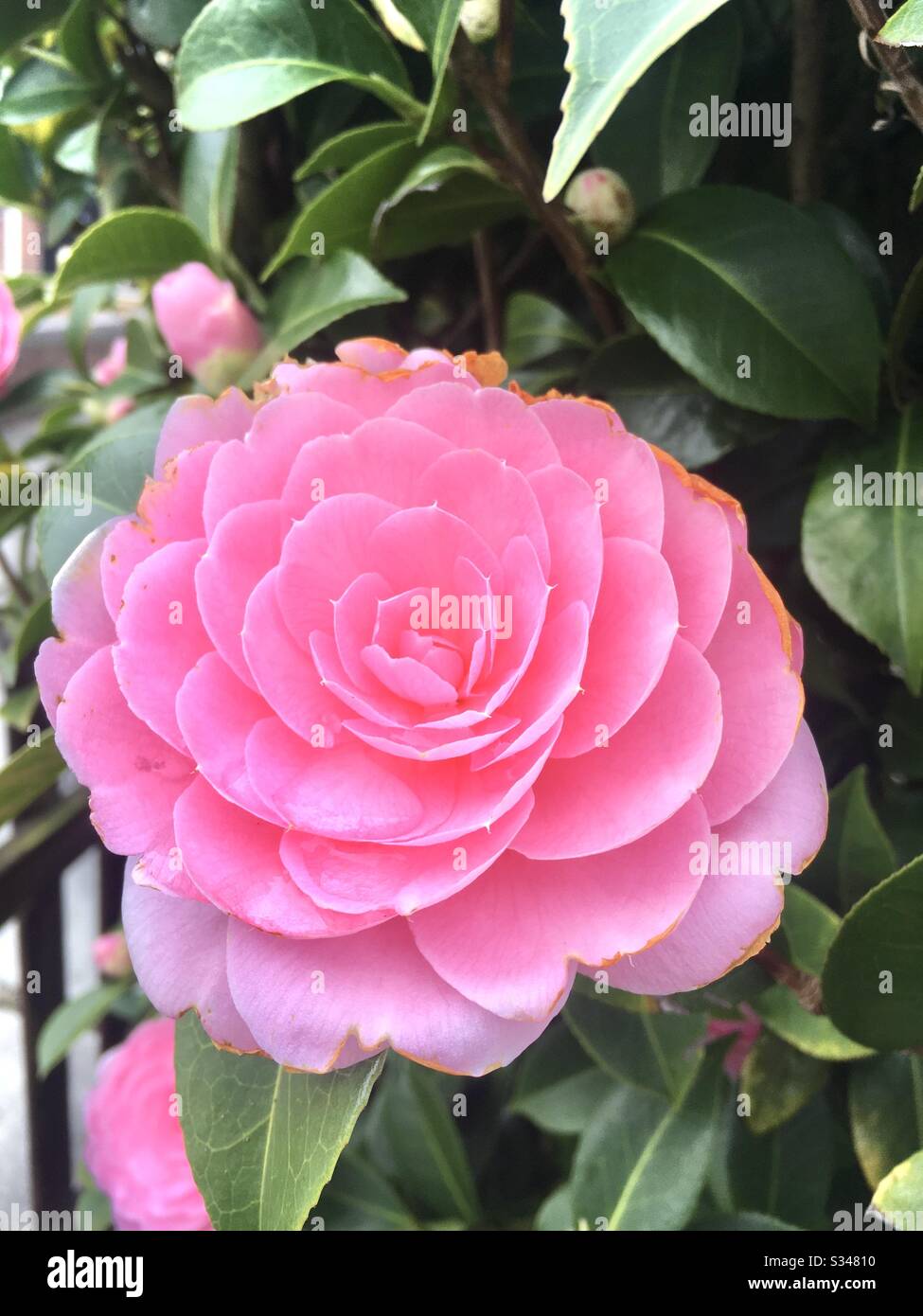 Camellia plant pink flowers Stock Photo