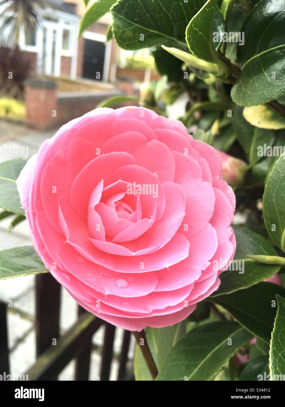 Camellia plant in flower - Smartphone Captured Stock Image