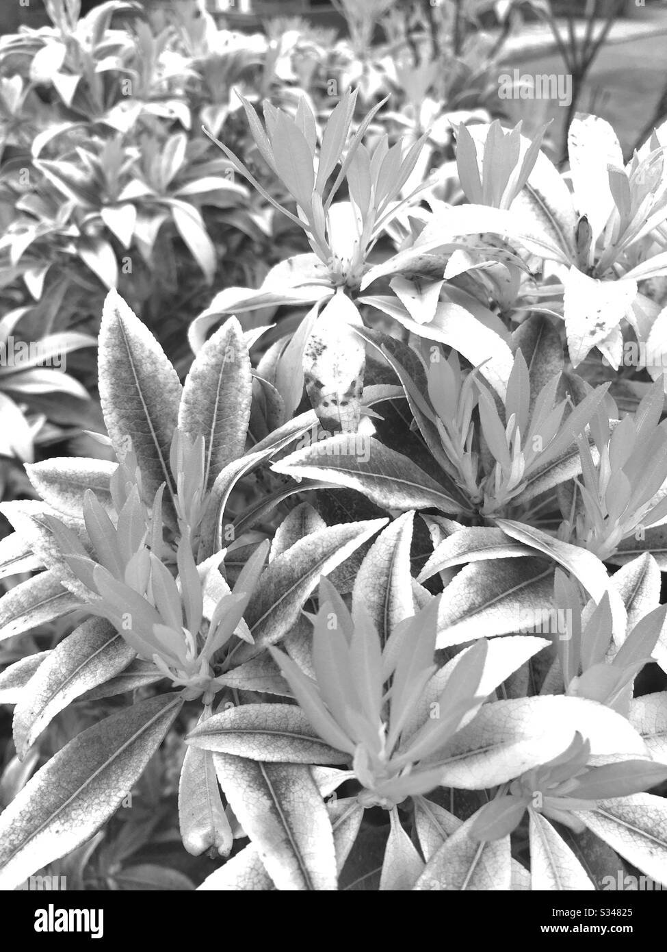 Pieris plant in flower black and white - Smartphone Captured Stock Image