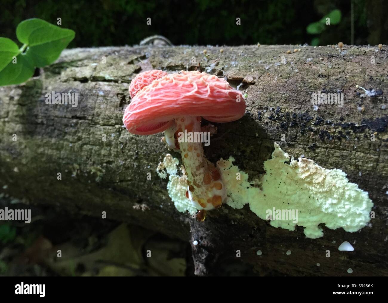 Wrinkled peach hi-res stock photography and images - Alamy
