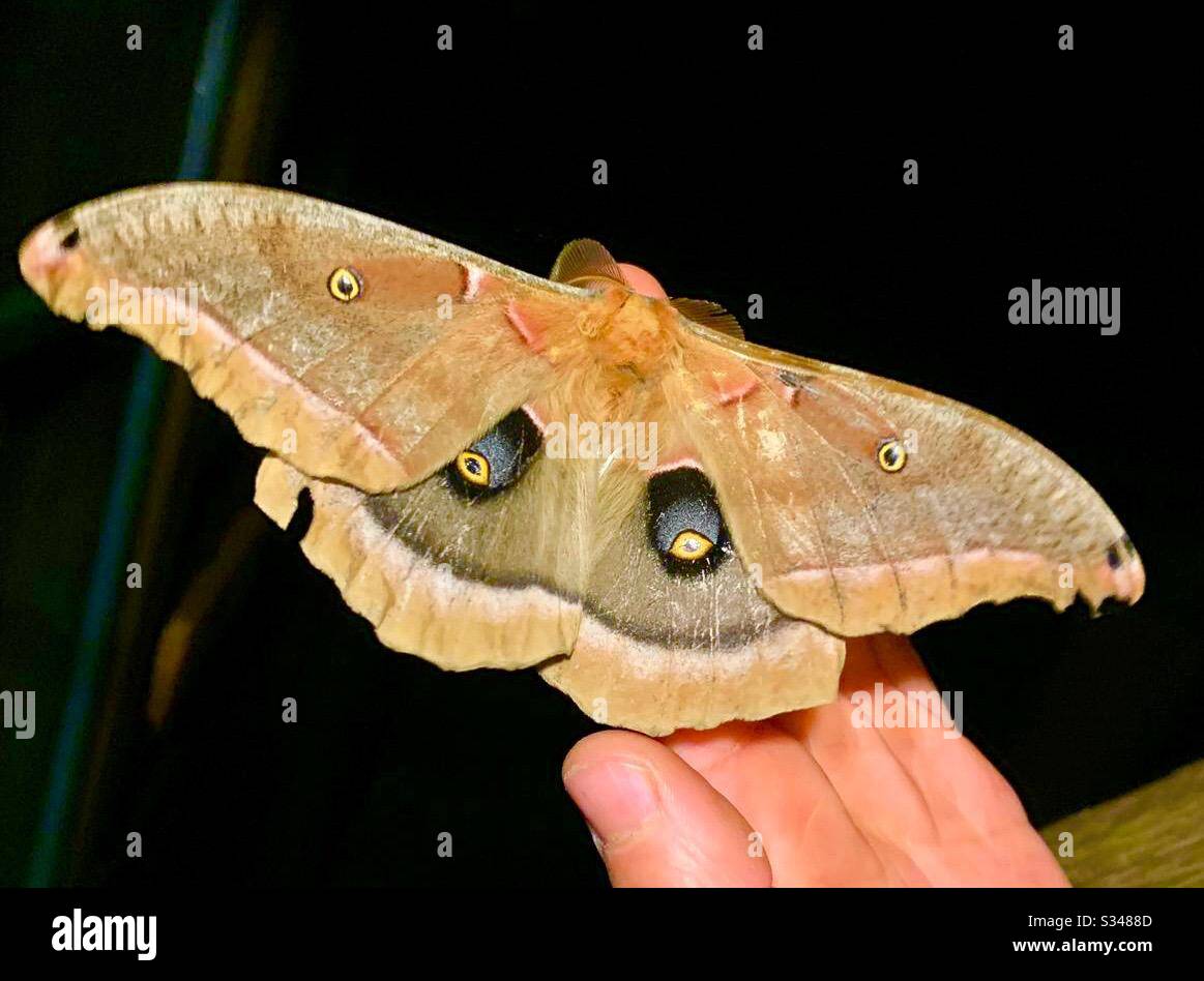 Owl eyed moth found in West Virginia. Also known as Antheraea Polyphemus. Stock Photo