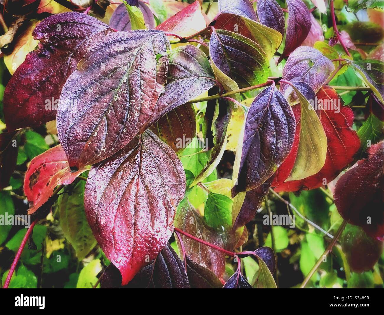 Colorful leaves and green foliage filling the frame - Smartphone Captured Stock Image