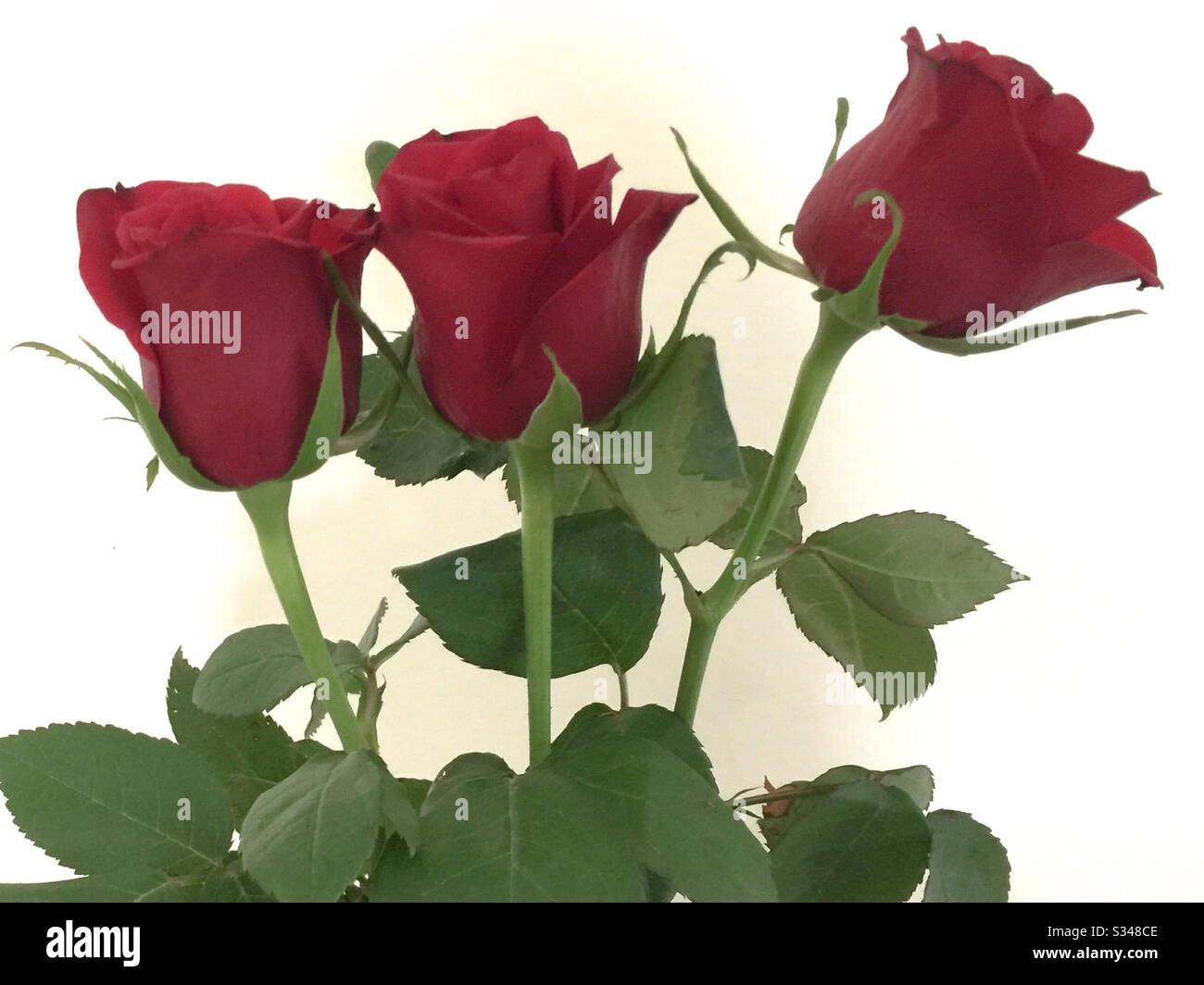 3 lovely red roses on white background Stock Photo