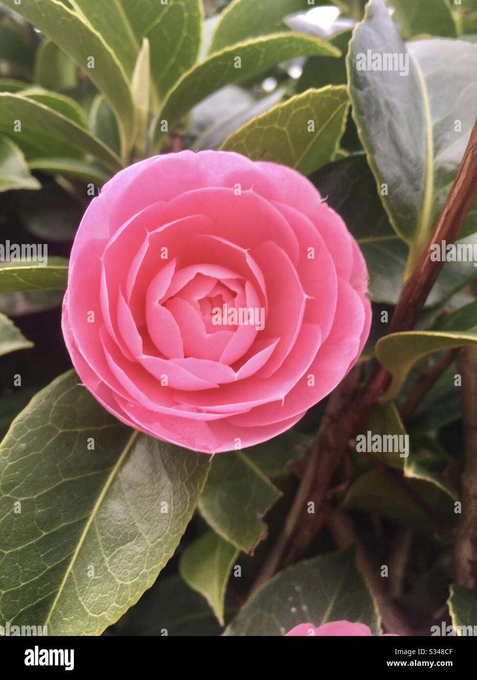 Camellia in flower Stock Photo