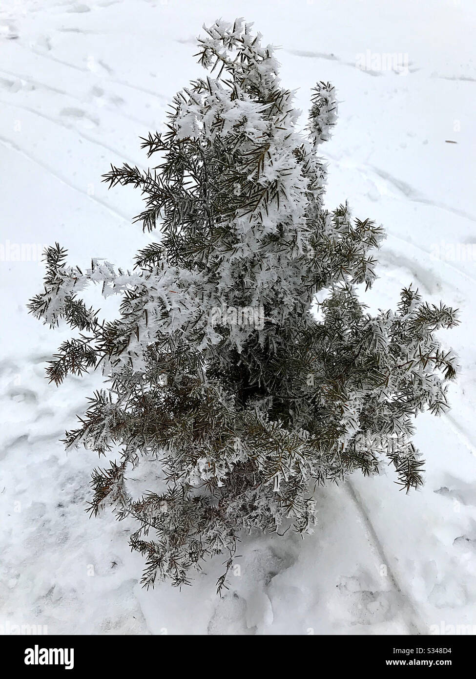Snow cover on spruce tree - Smartphone Captured Stock Image