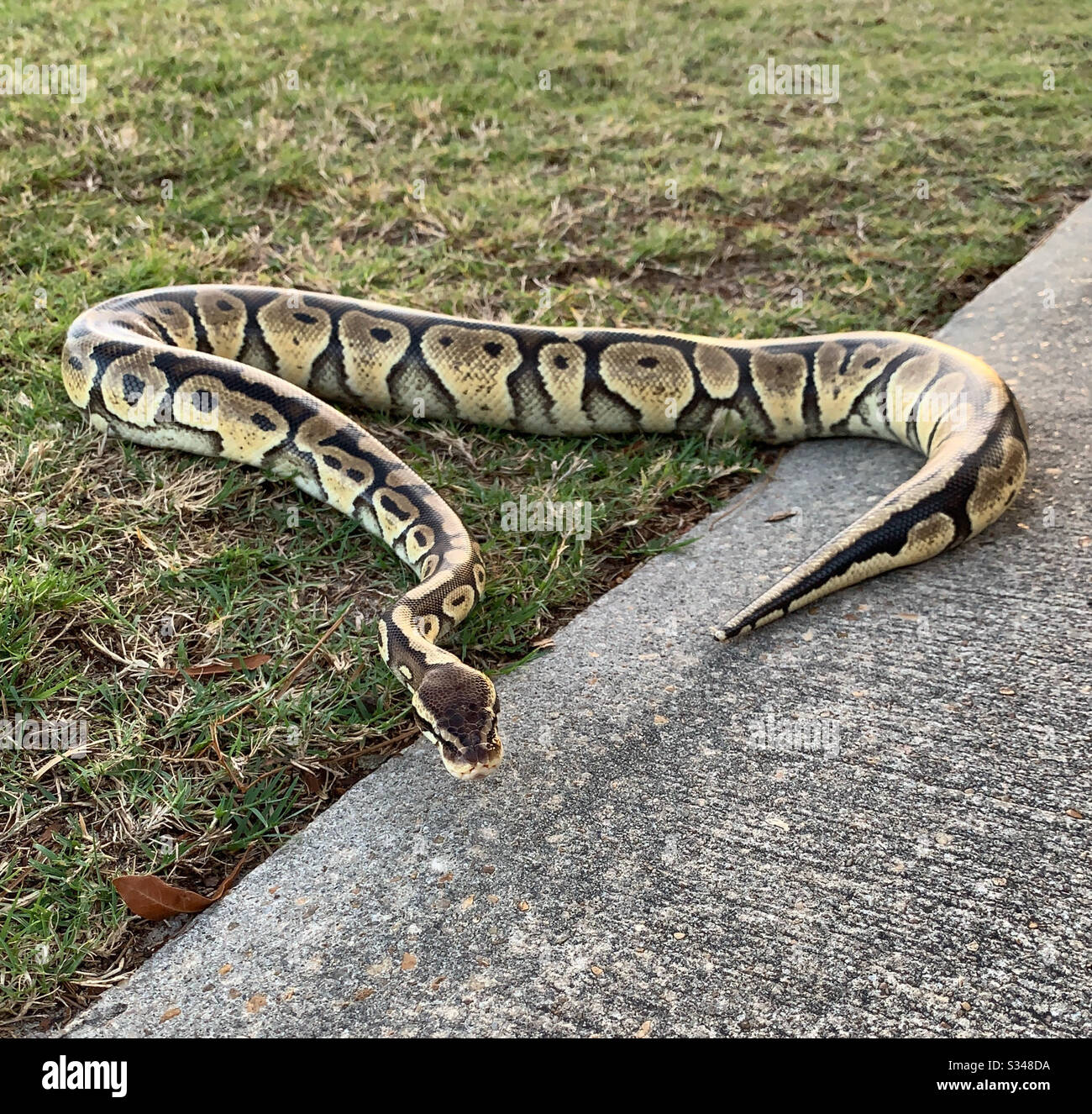 Snake patterns hi-res stock photography and images - Alamy