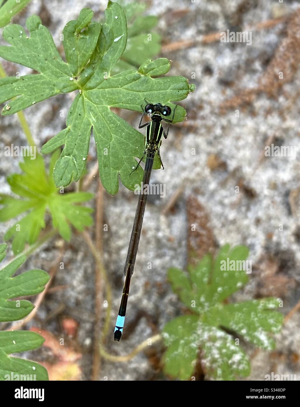 Macro of a colorful damselfly setting on forest plants Stock Photo - Alamy