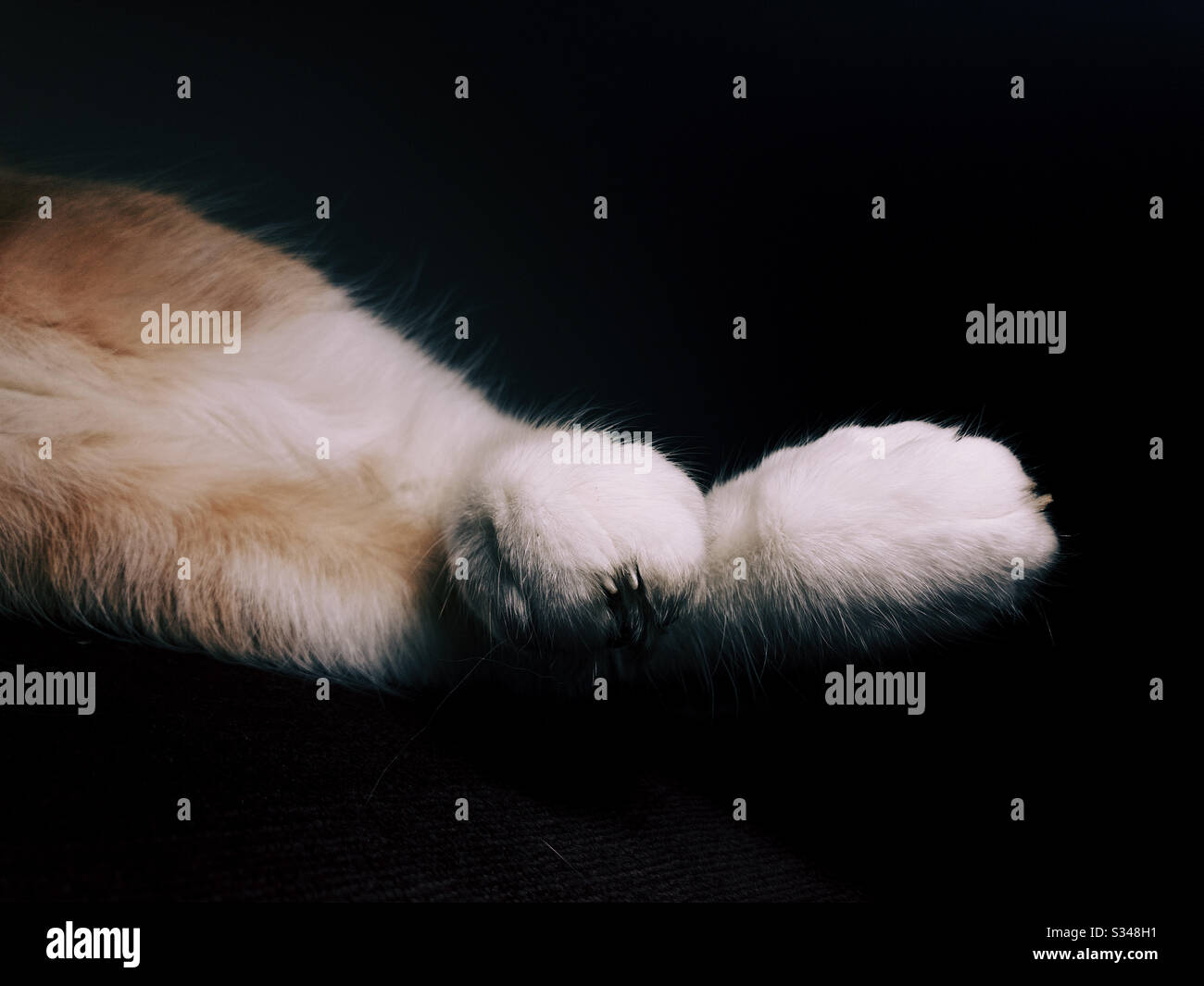 Cat With Paws Crossed High Resolution Stock Photography And Images