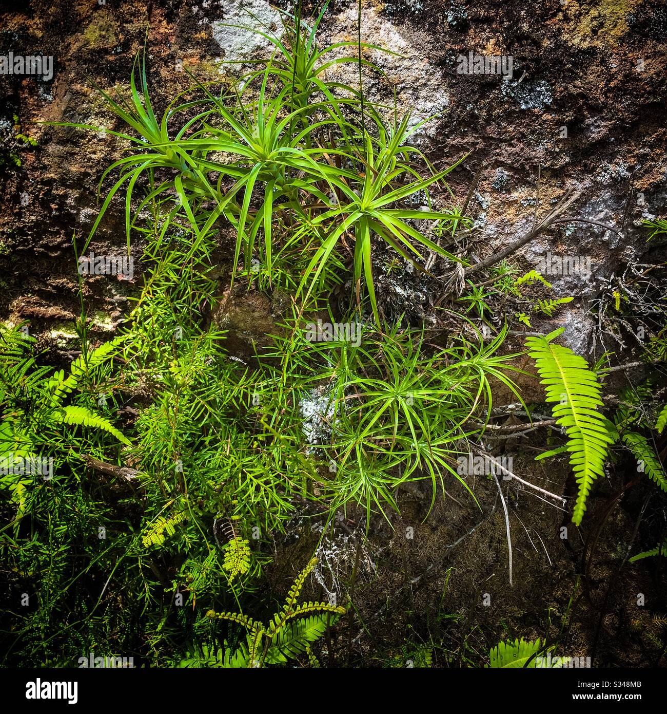 Plant community on the sandstone rock face, Blue Mountains National Park, NSW, Australia - Smartphone Captured Stock Image