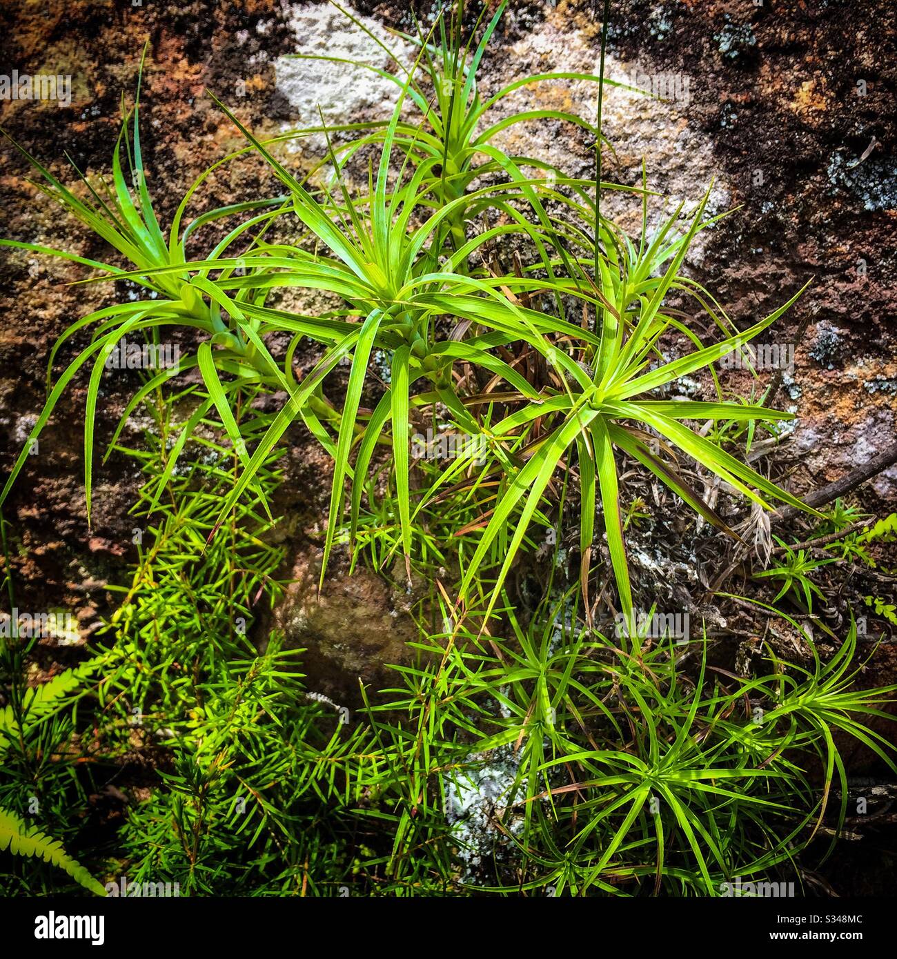 Plant community on the sandstone rock face, Blue Mountains National Park, NSW, Australia - Smartphone Captured Stock Image
