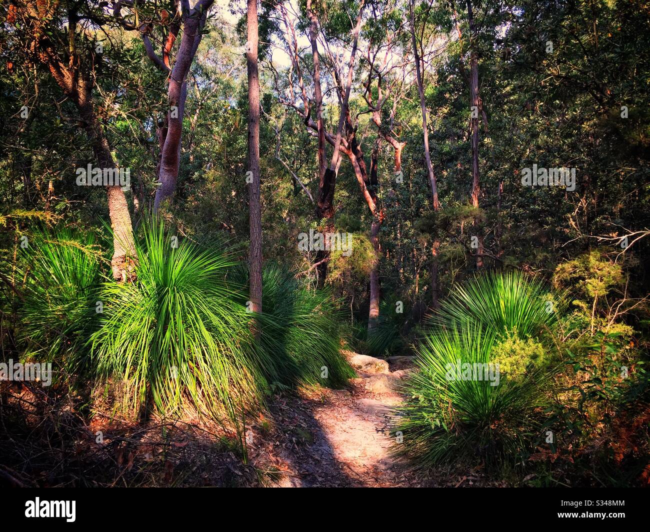 Xanthorrhoea, or grass trees, in Birdwood Gully Reserve, Springwood, Blue Mountains, NSW, Australia - Smartphone Captured Stock Image