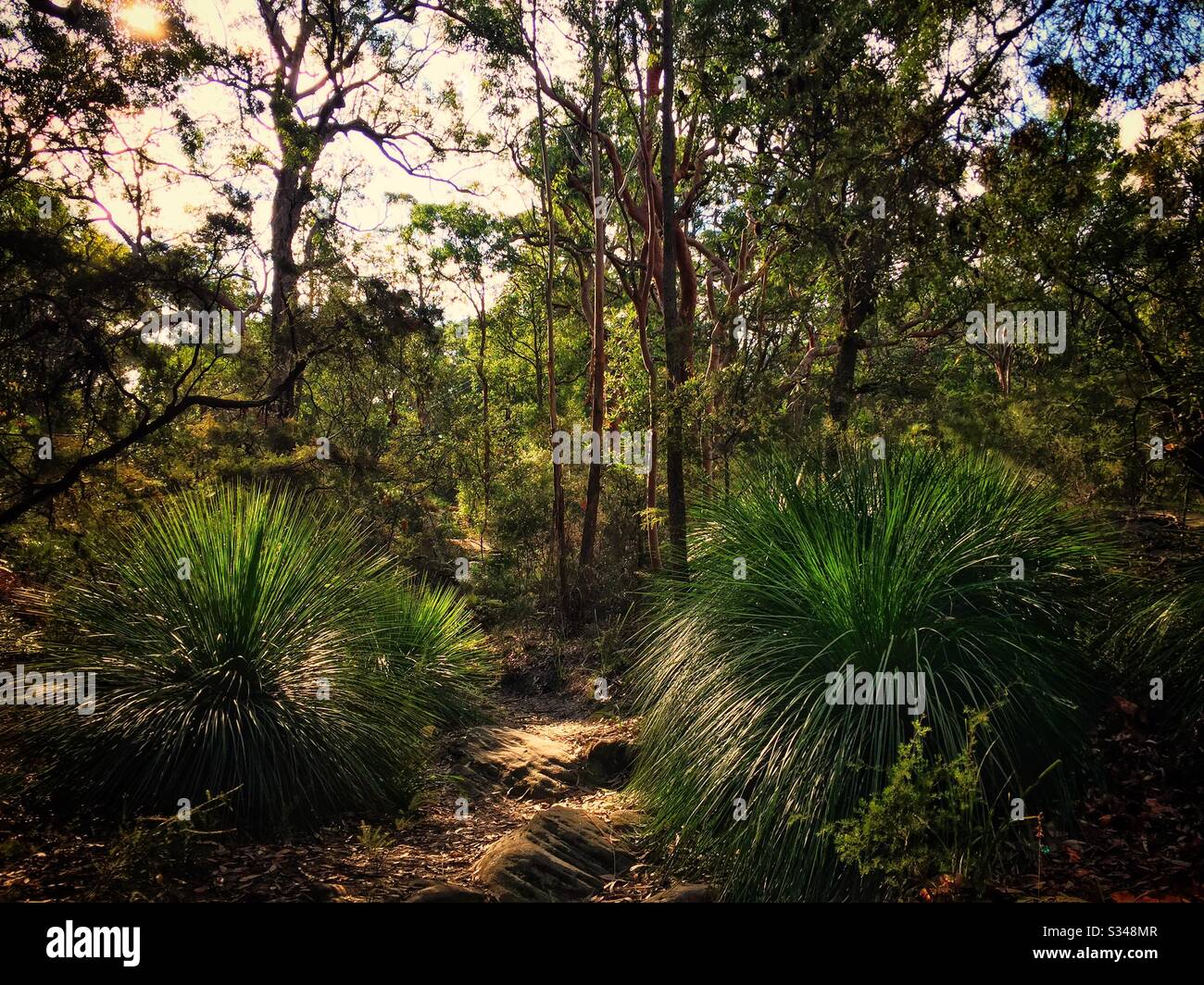 Xanthorrhoea, or grass trees, in Birdwood Gully Reserve, Springwood, Blue Mountains, NSW, Australia - Smartphone Captured Stock Image