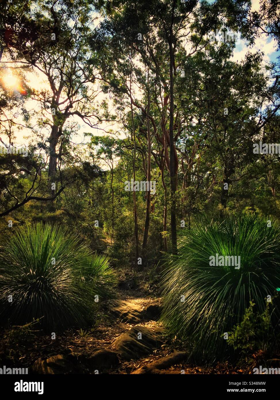 Xanthorrhoea, or grass trees, in Birdwood Gully Reserve, Springwood, Blue Mountains, NSW, Australia - Smartphone Captured Stock Image