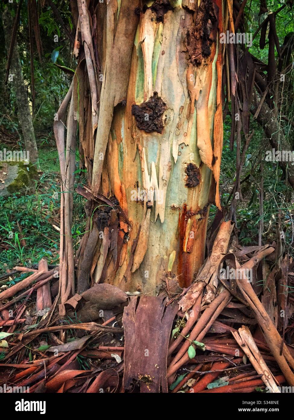 Peeling bark of a Eucalypt tree, Blue Mountains National Park, NSW, Australia - Smartphone Captured Stock Image