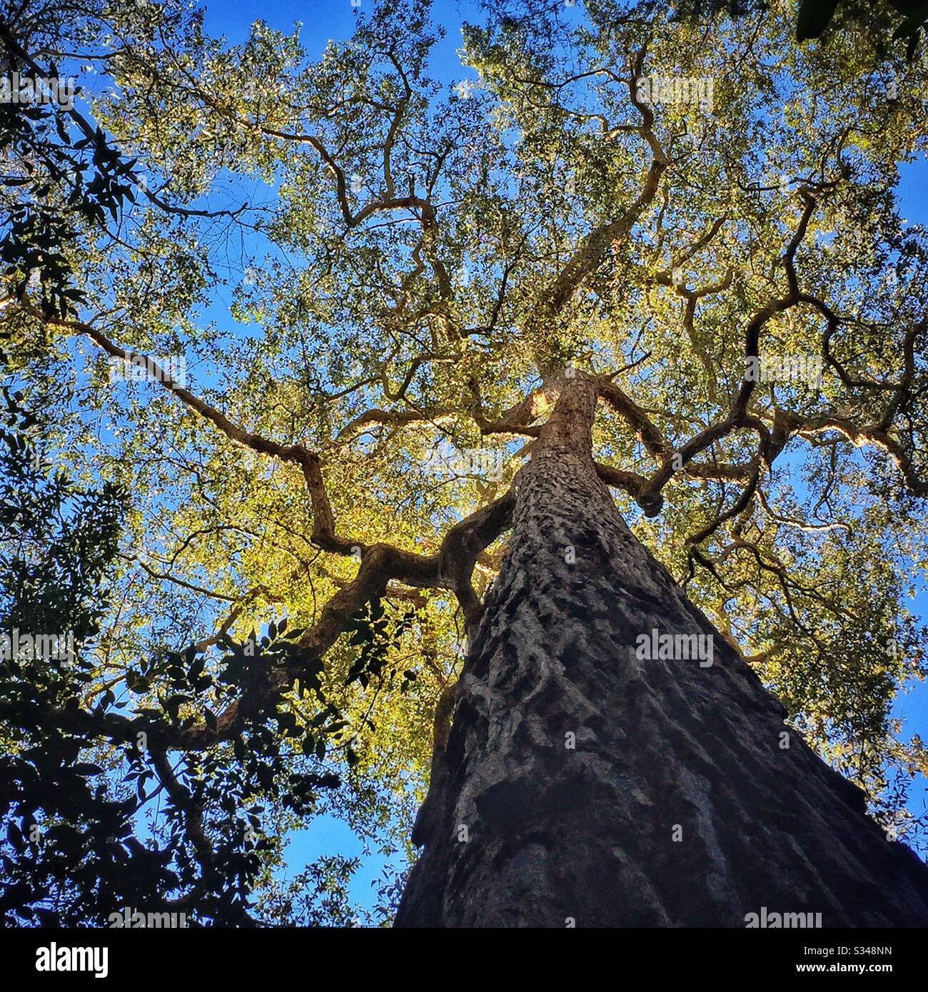 Late afternoon sunshine illuminates the crown of a tree, Blue Mountains National Park, NSW, Australia - Smartphone Captured Stock Image