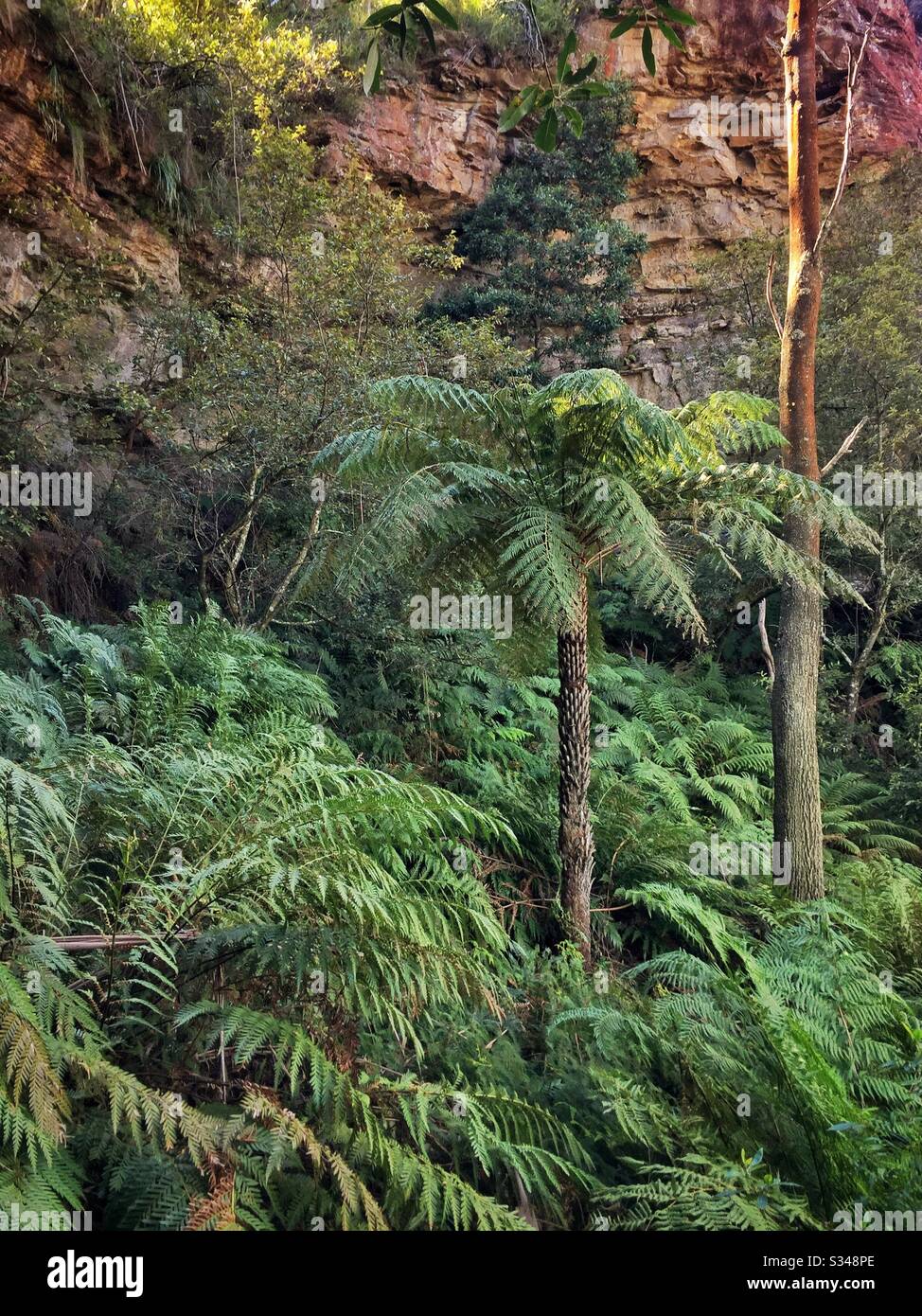 Rough Tree Fern among common ferns, Prince Henry Clifftop Walk, Blue Mountains National Park, NSW, Australia Stock Photo