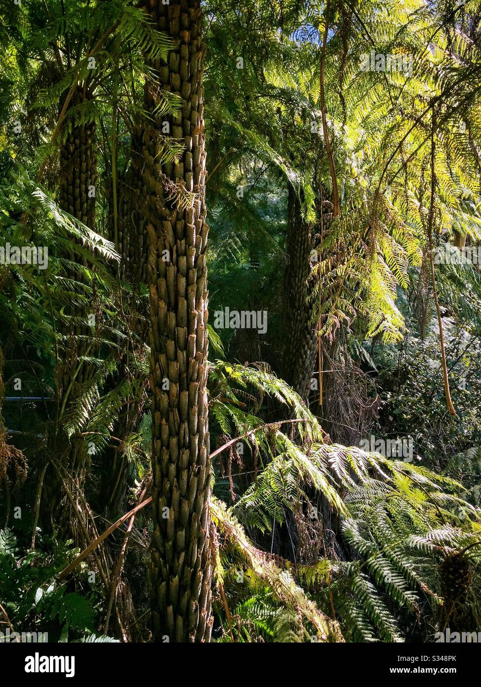 Rough Tree Ferns, Prince Henry Clifftop Walk, Blue Mountains National Park, NSW, Australia Stock Photo