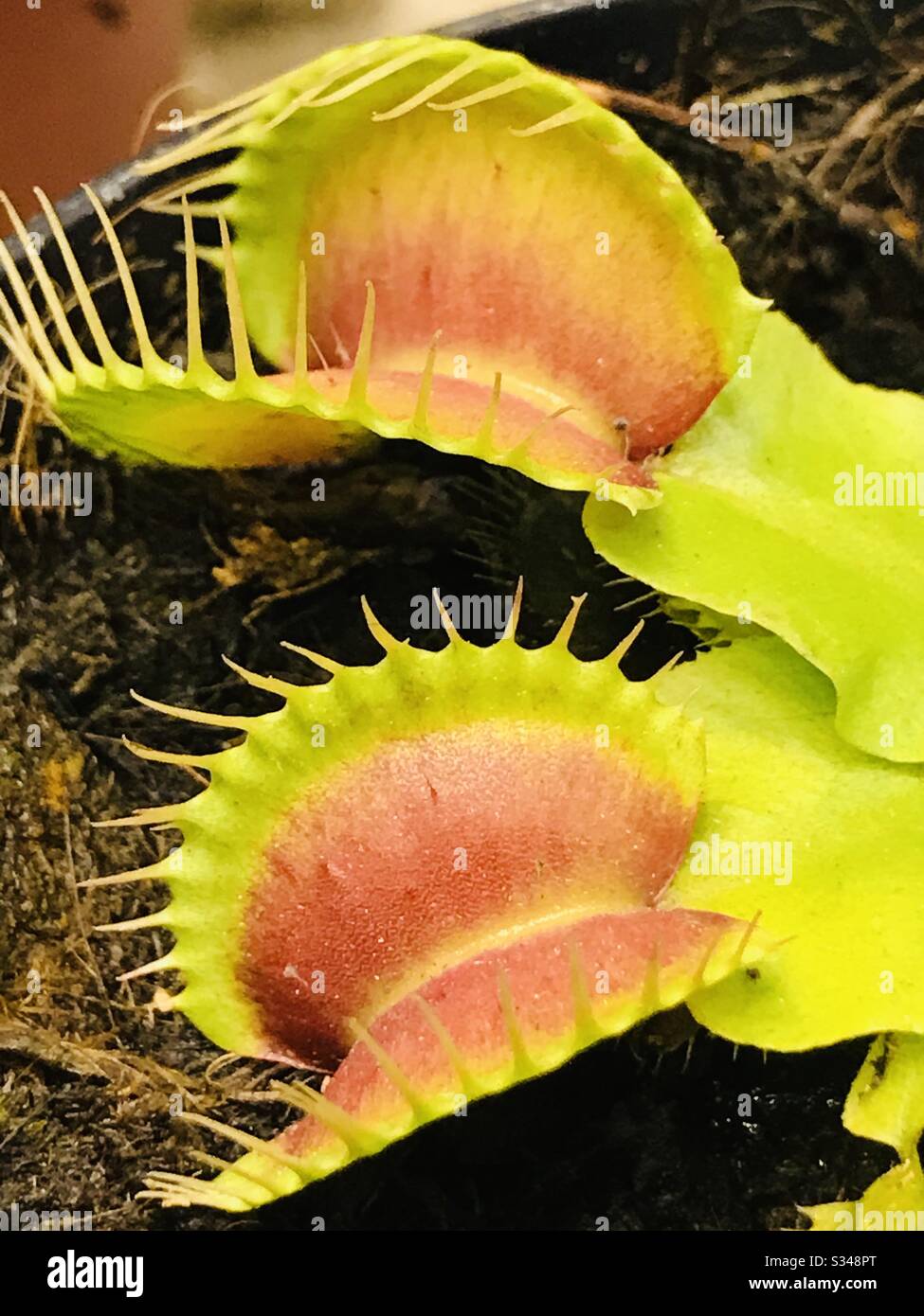 Potted Carnivorous plant aka Venus fly trap- found cute small interesting  plant in nursery, & placed my finger it closed its lips with thorn like  edges- thorn plant- natural fly insect killer