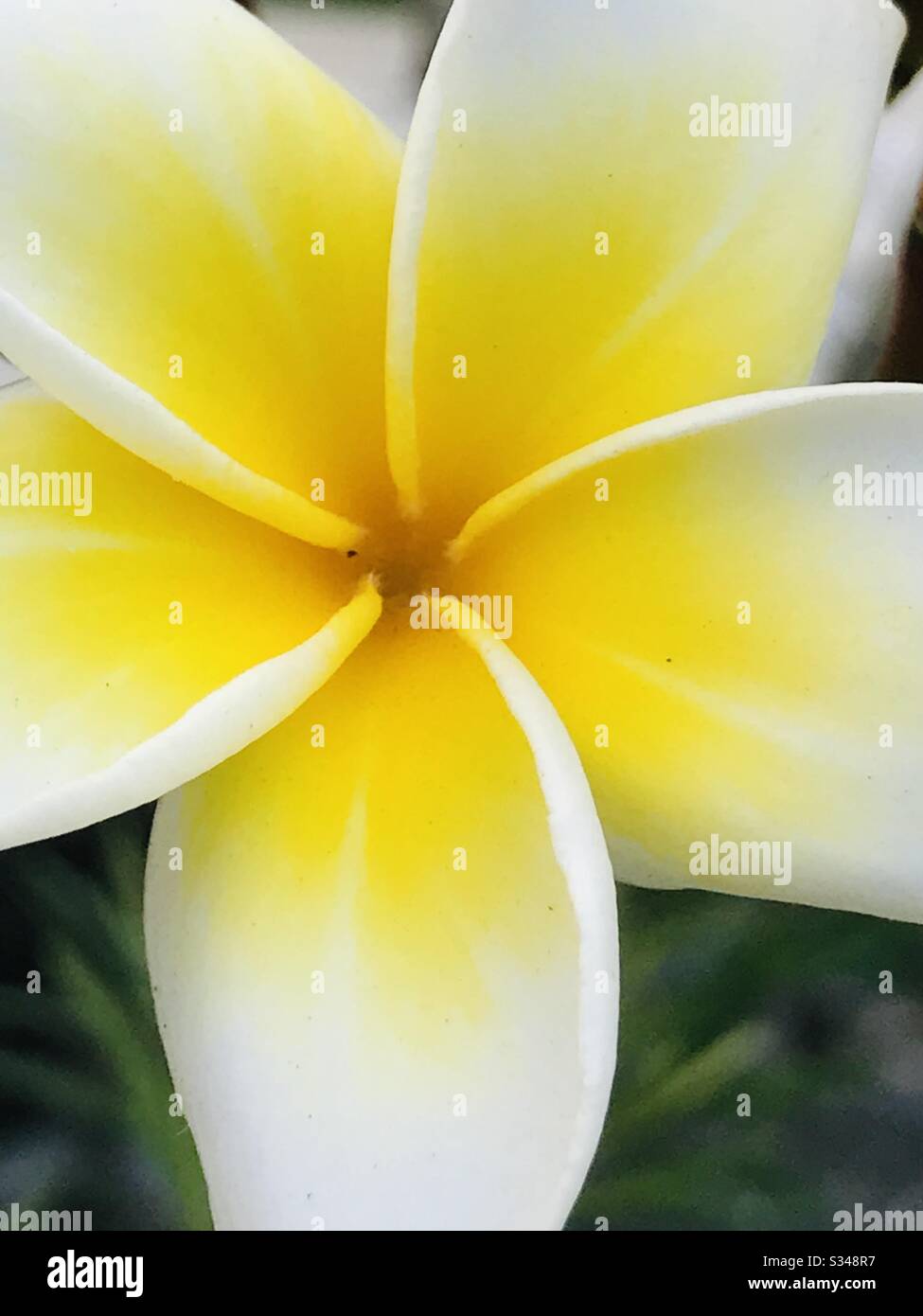 Arali Flower High Resolution Stock Photography And Images Alamy