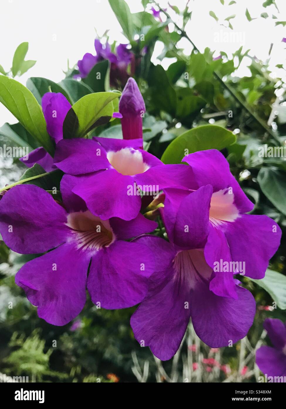 Trinidad Pink Trumpet vine-Mansoa alliacea aka garlic vine in my mom’s garden in india - purple flower, violet vine flower- close up-dark violet bunch of flowers in one stalk-partially shaded Stock Photo