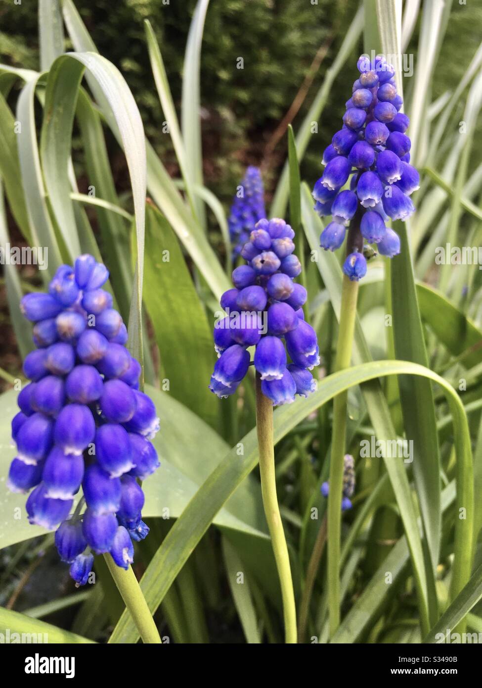 Grape hyacinth - Smartphone Captured Stock Image