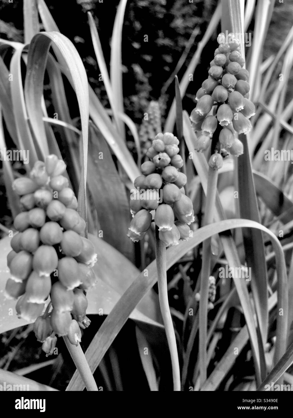 Grape hyacinth - Smartphone Captured Stock Image
