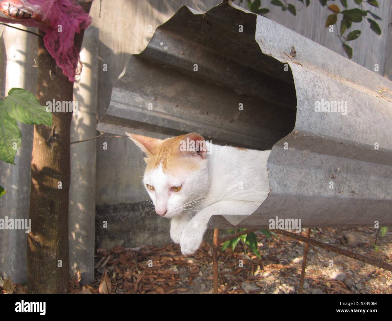 Peaceful - Smartphone Captured Stock Image