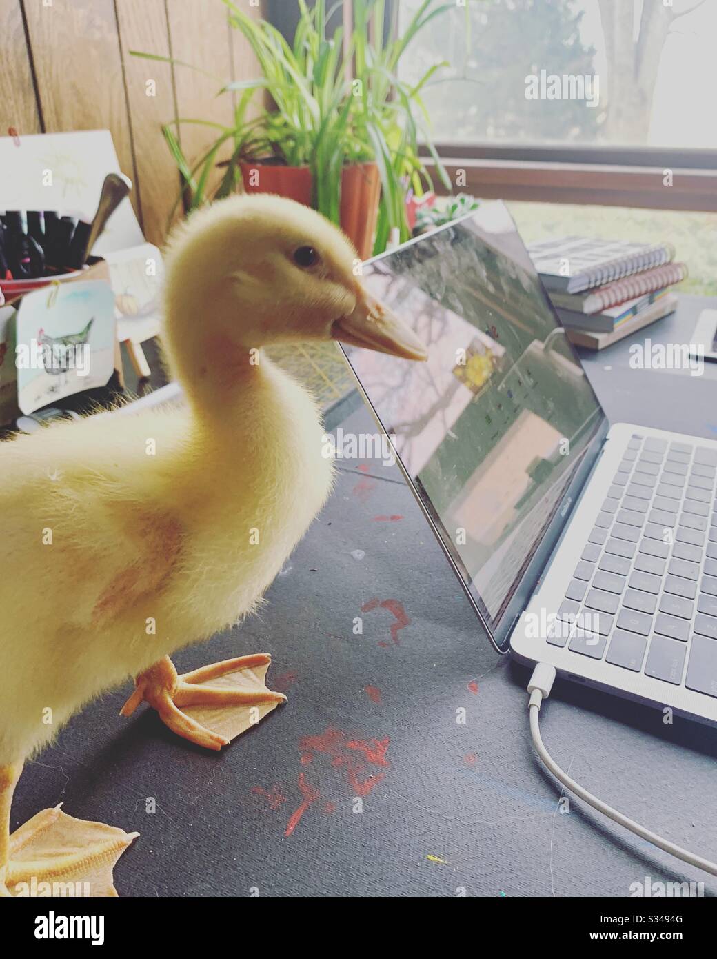 Work from home with a pet duckling - Smartphone Captured Stock Image