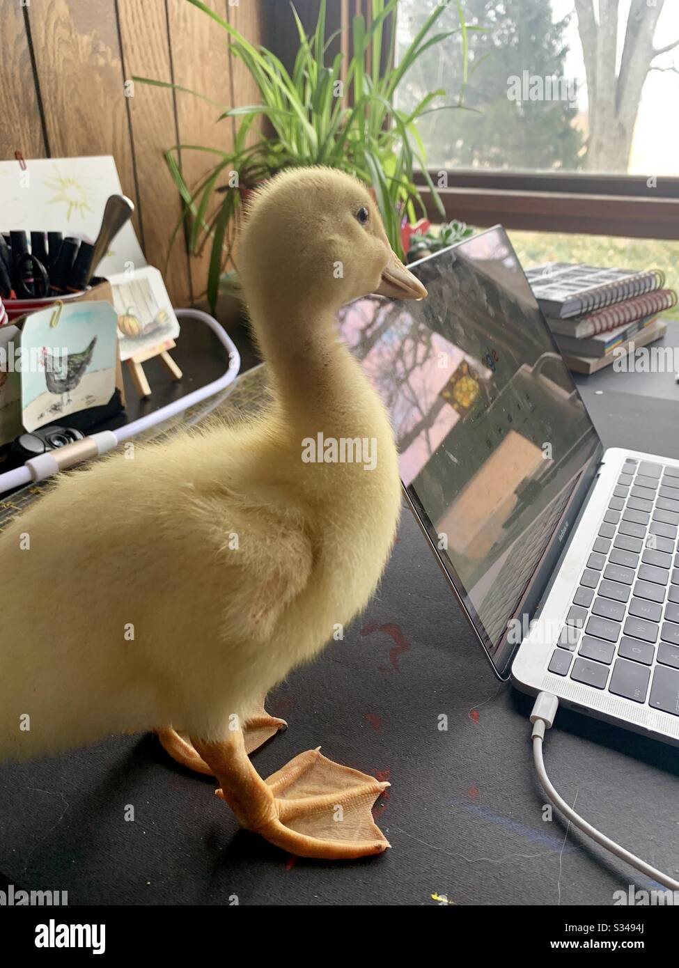 Work from home with pet duckling - Smartphone Captured Stock Image