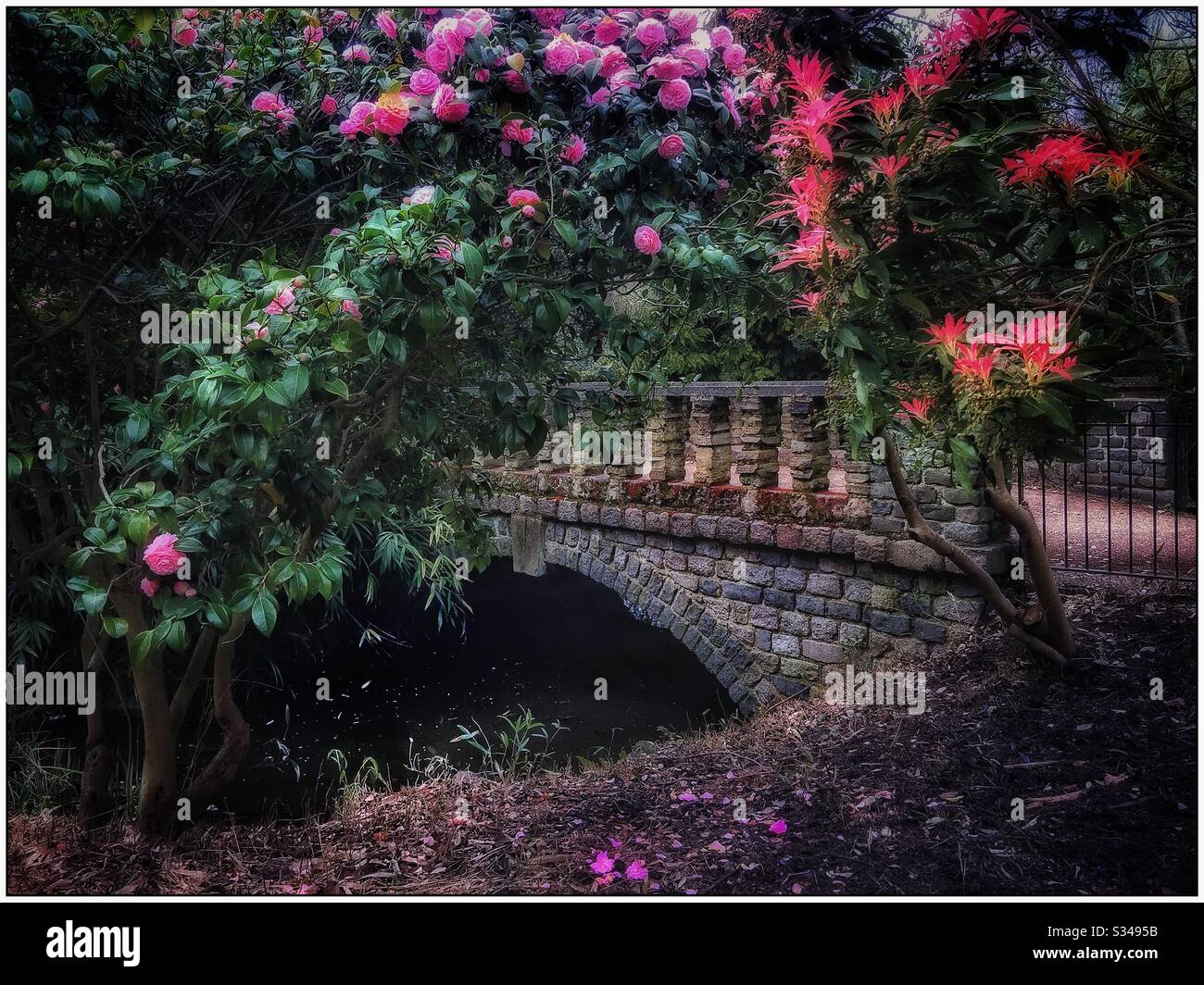 Spring blossom in Peckham Rye park. - Smartphone Captured Stock Image