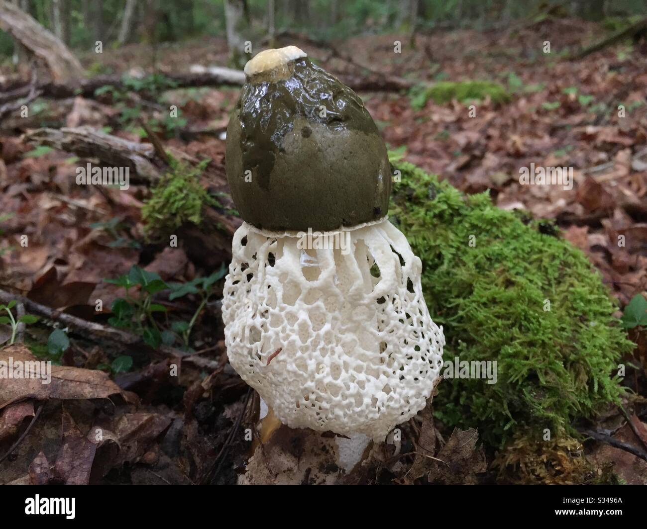 Veiled stinkhorn mushroom (Dictyophora duplicates). Found in West Virginia Stock Photo