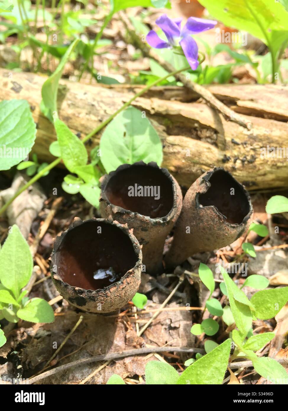 Devil’s urn mushrooms Stock Photo - Alamy