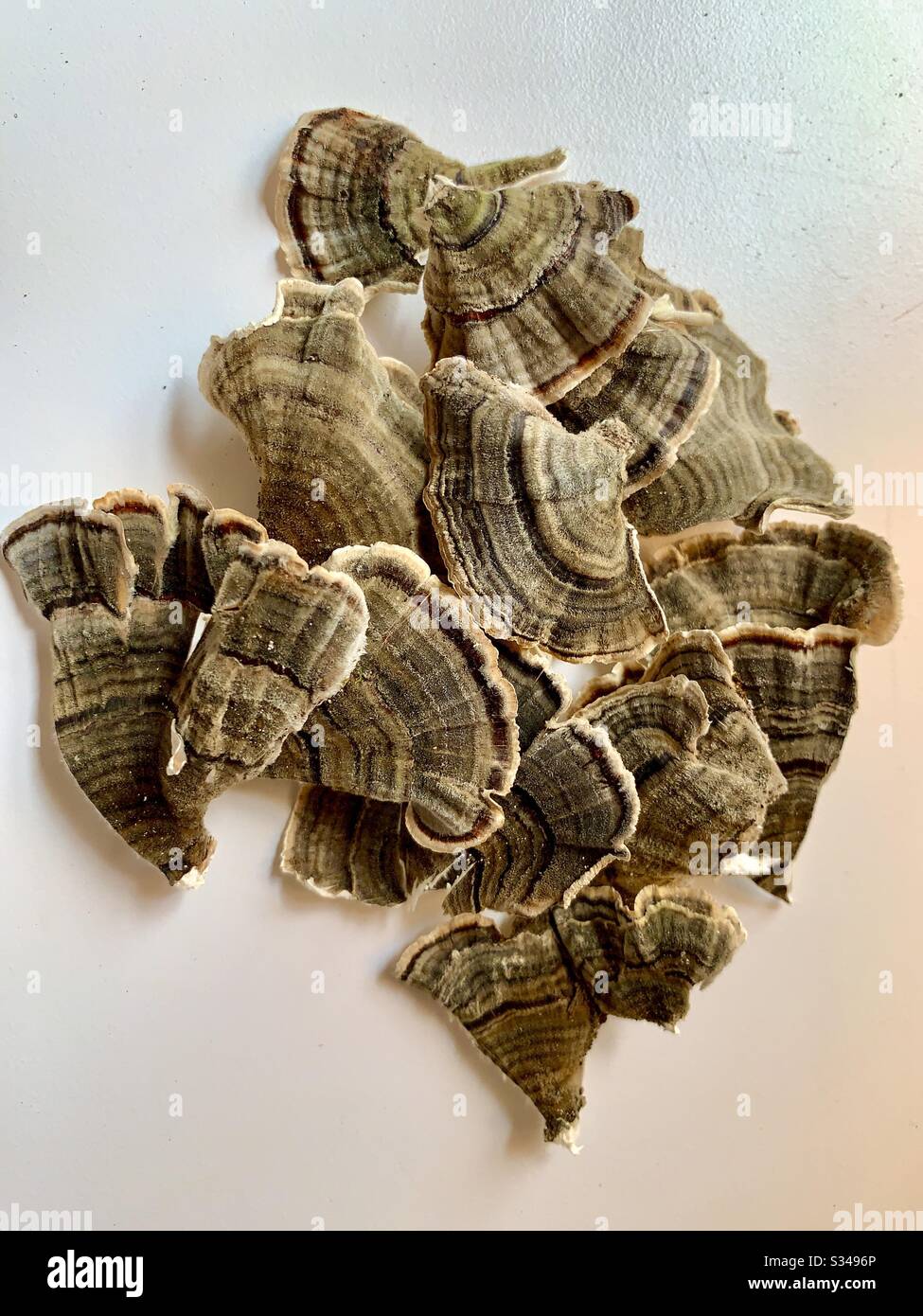 Turkey tail mushrooms. Dried and stored Stock Photo Alamy