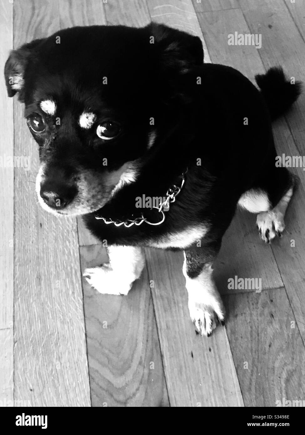 A dog is looking at his owner like having a question mark in his eyes asking whether there is time for a walk - Smartphone Captured Stock Image